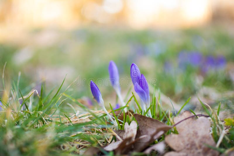 Spring is here stock image. Image of europe, flowers 38274869