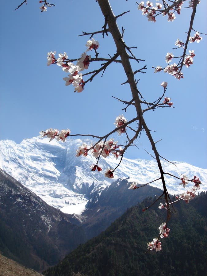 Spring Himalayas