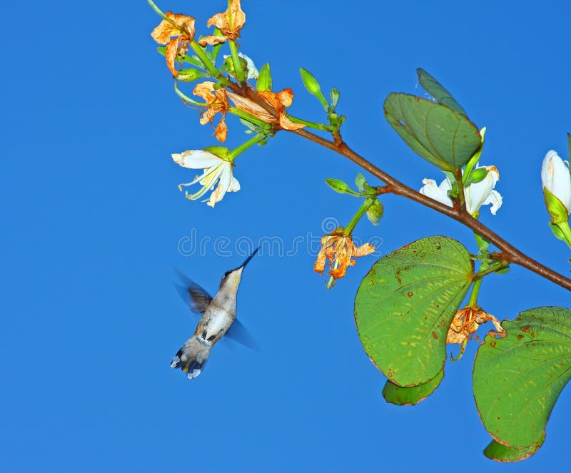 Ruby Throated Humming bird, female. Ruby Throated Humming bird, female.