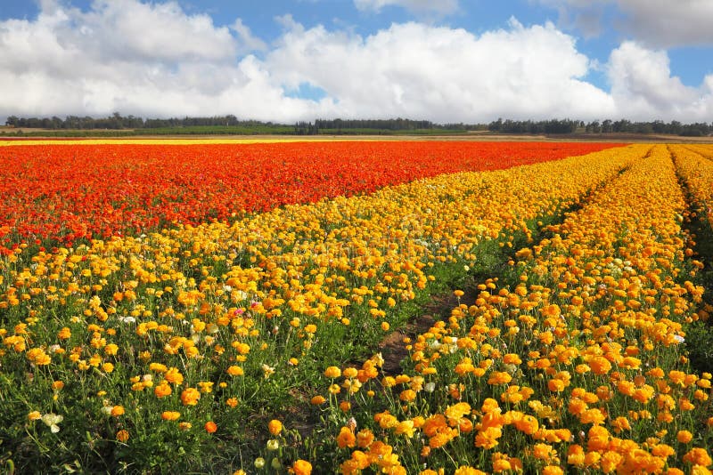 A spring in Israel