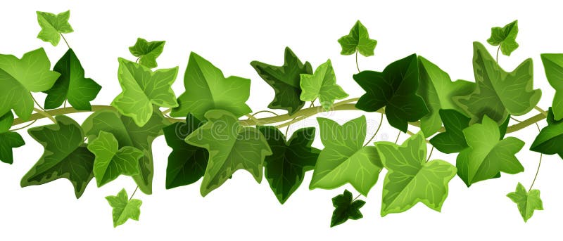 Ivy Leaves Stock Illustrations – 7,274 Ivy Leaves Stock Illustrations,  Vectors & Clipart - Dreamstime