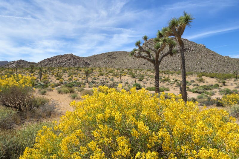 Spring in Joshua Tree National Park stock photography