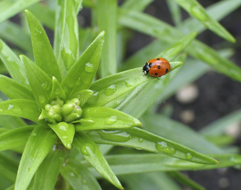 Ladybug on the leaf of a young lily plant in Spring. Ladybug on the leaf of a young lily plant in Spring.