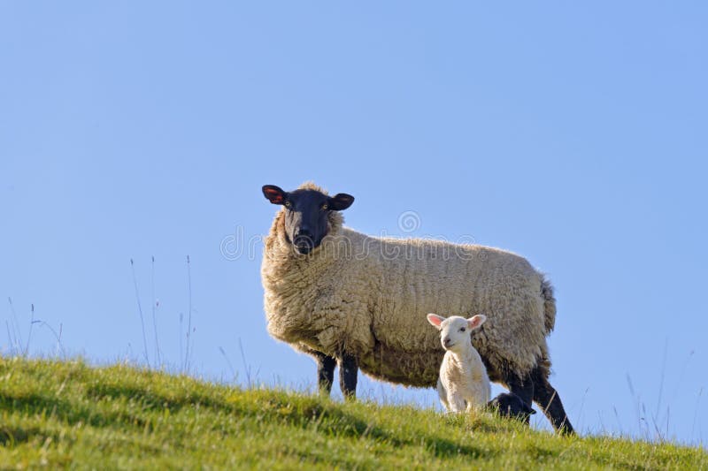 Pecora sul lato nuovo primavera agnello.