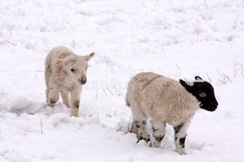 Spring lamb in the snow