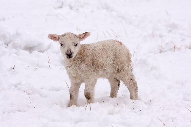 Spring lamb in the snow