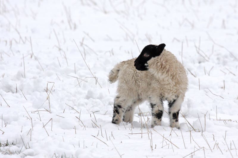 Spring lamb in the snow