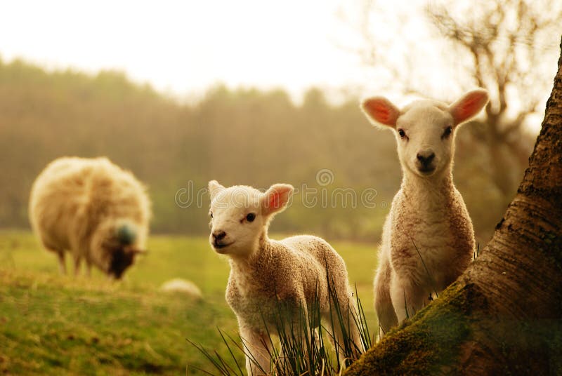 Spring Lambs looking directly at you royalty free stock photography