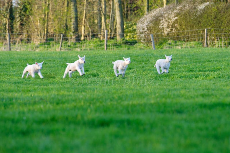 Spring lambs