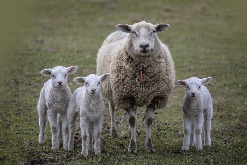 Spring Lambs. Sheep in Field with Its N Stock Image Image of spring