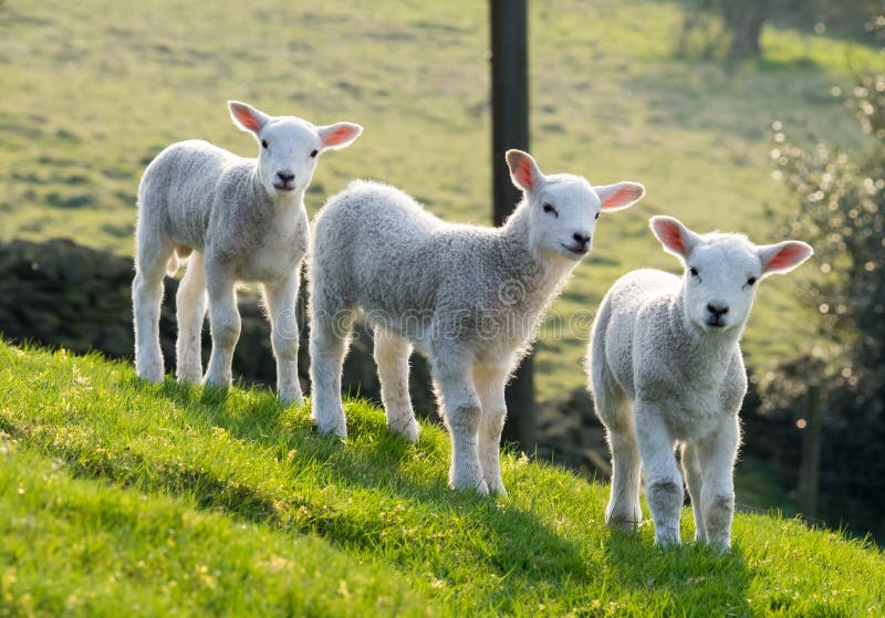 Sweet lambs stock photo. Image of spring, grass, sheep 713580