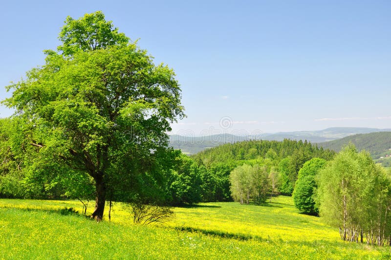 Spring landscape