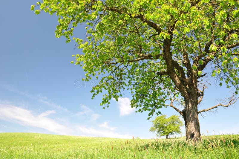 Spring landscape