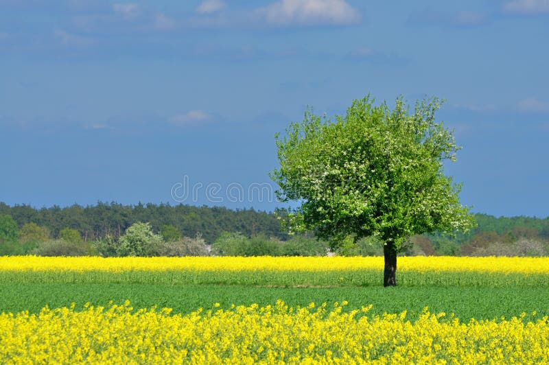 Spring Landscape royalty free stock images