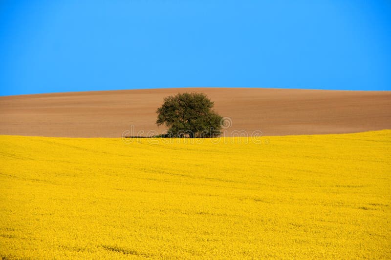 Spring landscape