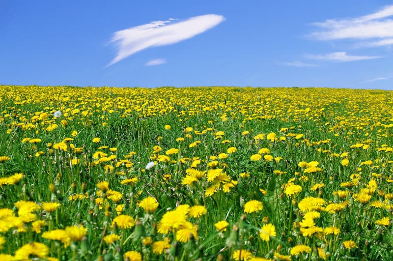 Spring landscape