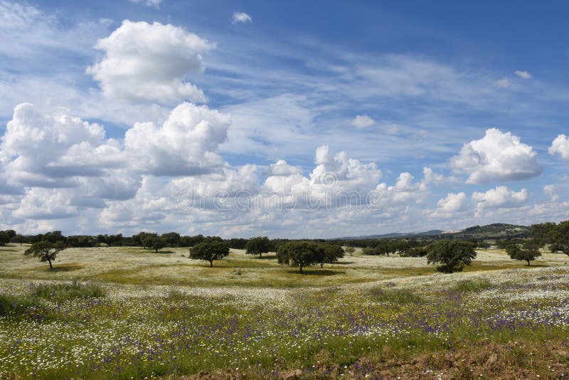 Spring landscape of Alentejo landscape between the village of Fl
