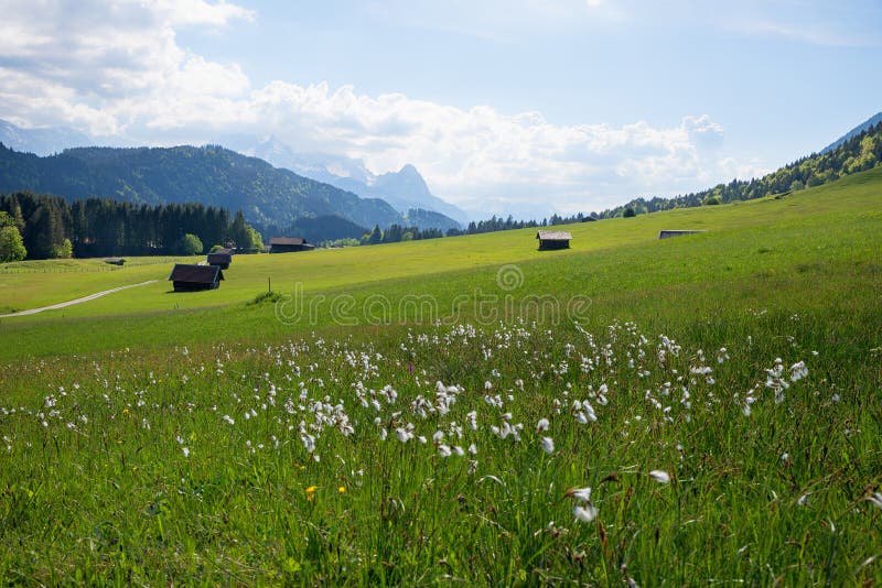 Spring landscape in the bavarian alps, meadow with bog cotton and pasture with huts. Wonderful spring landscape in the bavarian alps, green meadow with bog royalty free stock photos Spring landscape in the bavarian alps, meadow with bog cotton and pasture with huts. Wonderful spring landscape in the bavarian alps, green meadow with bog royalty free stock photos