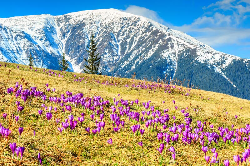 Colorful,fresh crocus flowers and spring landscape in the Fagaras mountains,Carpathians,Transylvania,Romania,Europe. Colorful,fresh crocus flowers and spring landscape in the Fagaras mountains,Carpathians,Transylvania,Romania,Europe