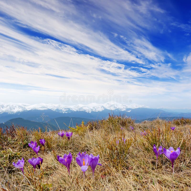 Spring landscape with the cloudy sky and Flower