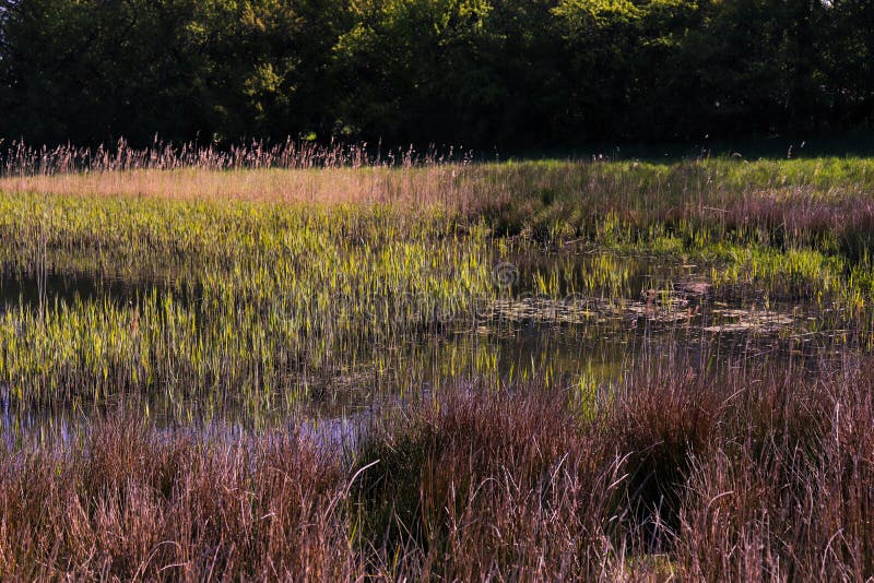 Spring Landscape in Denmark. Grassy Lake, Trees and a Farm in the
