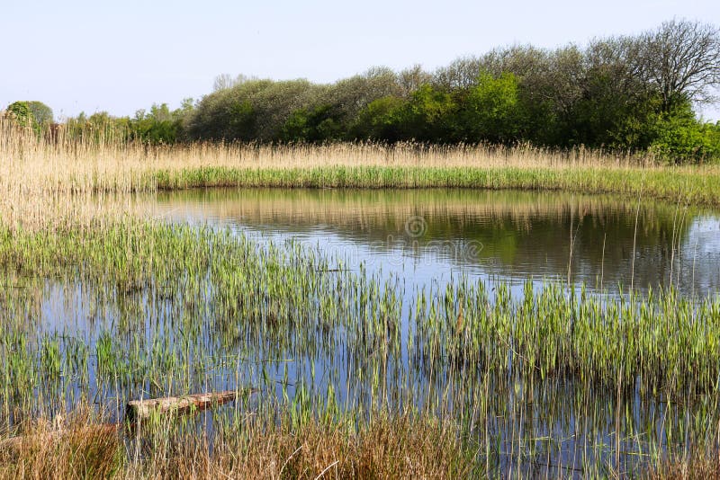 Spring Landscape in Denmark. Grassy Lake, Trees and a Farm in the