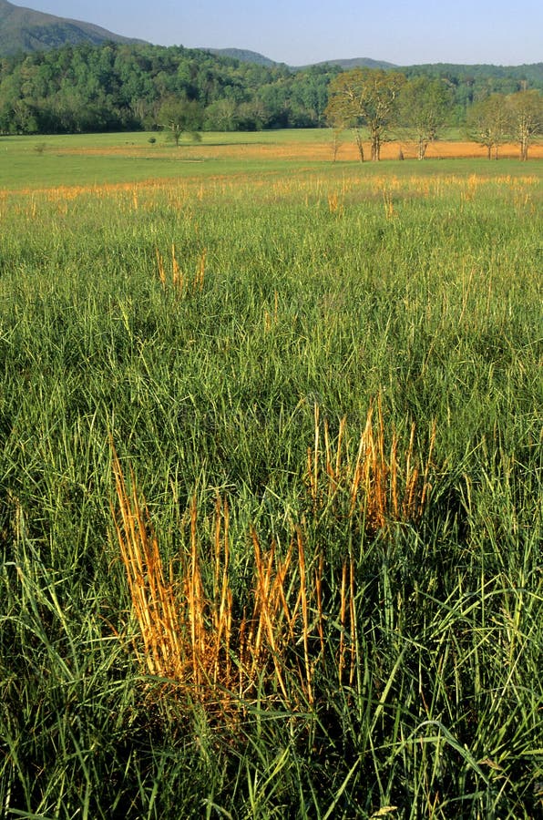 Spring Landscape, Field, Cades Cove stock photos Spring Landscape, Field, Cades Cove stock photos