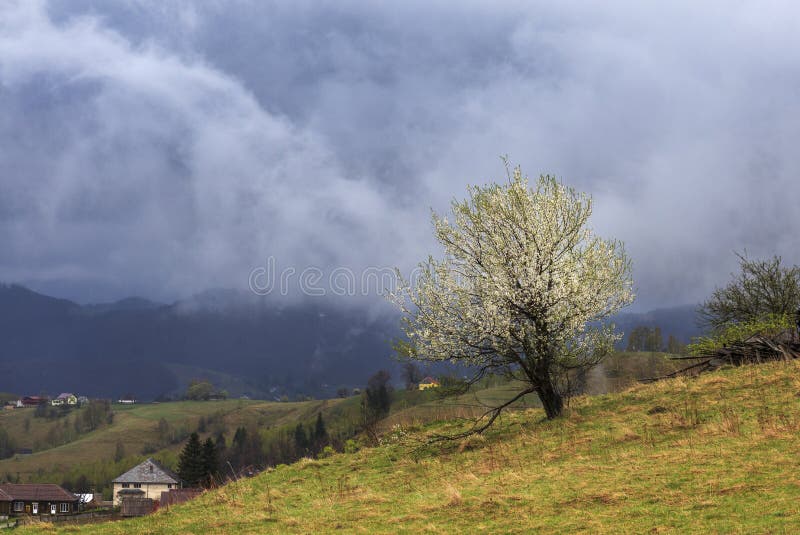 Spring landscape flowering apple trees on the hills of Transylvania stock photo Spring landscape flowering apple trees on the hills of Transylvania stock photo