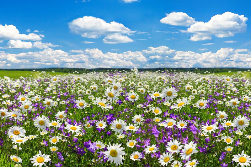 Spring landscape with flowering flowers on meadow. White chamomile and purple bluebells blossom on field. summer view of blooming wild flowers in meadow royalty free stock image