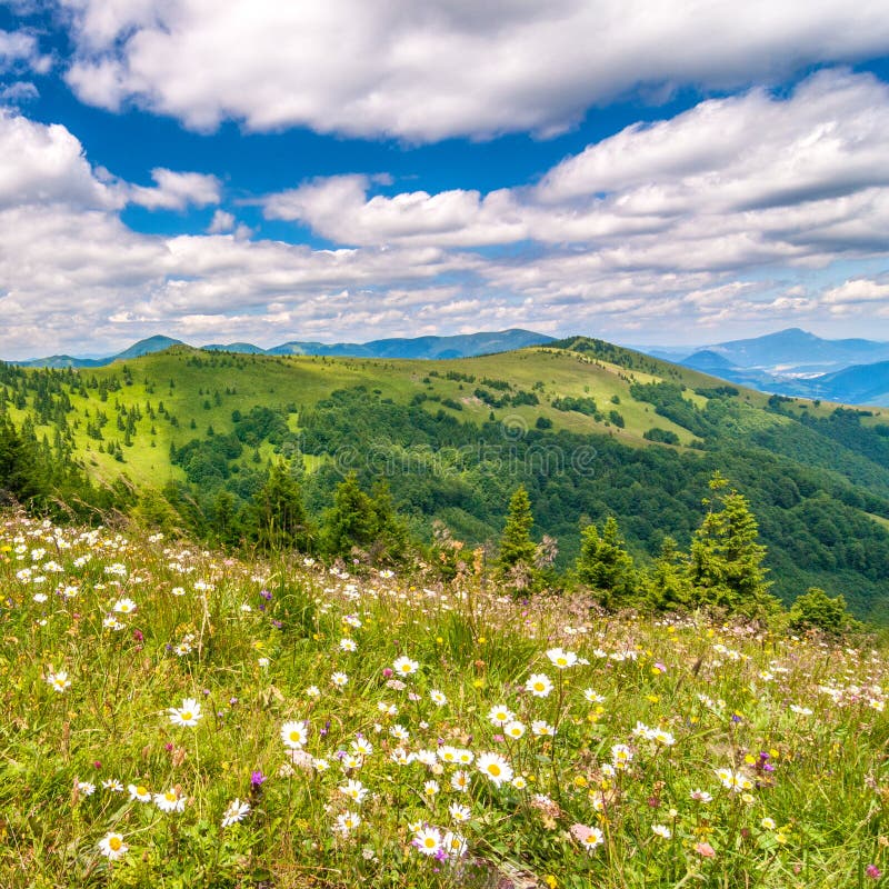 Spring landscape with flowery meadows and mountain peaks