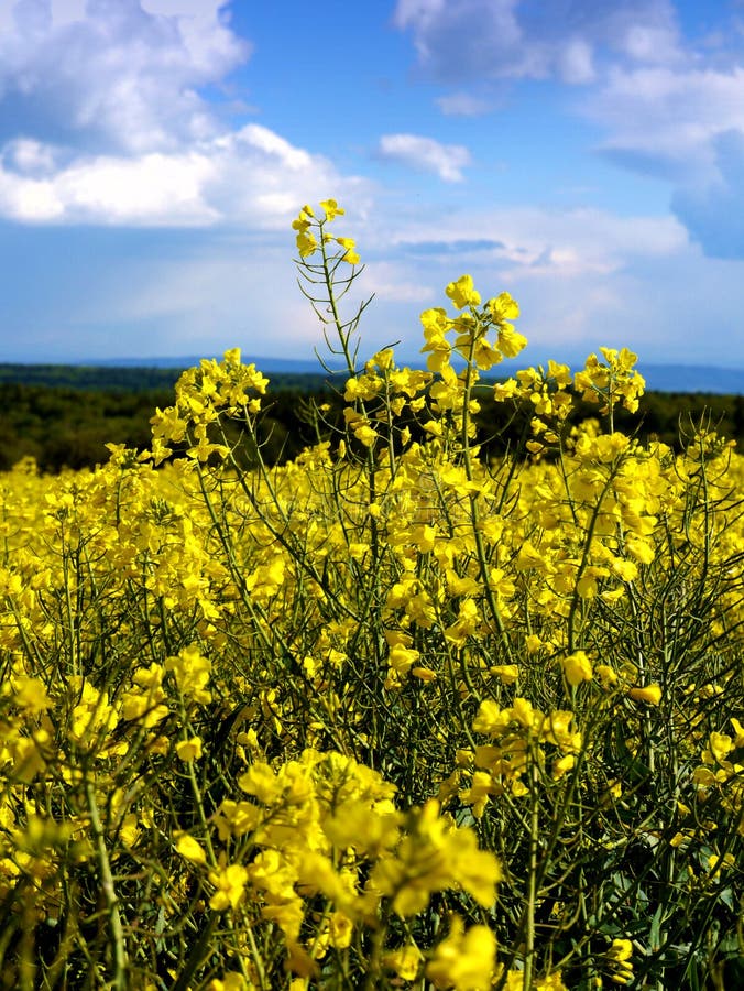 Spring landscape germany fields flowers summer sun spring landscape germany fields flowers