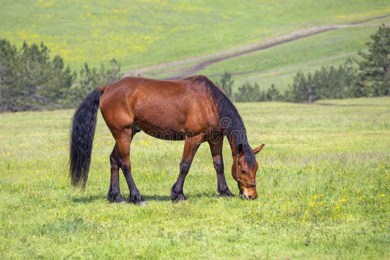 Spring landscape with horse grazing