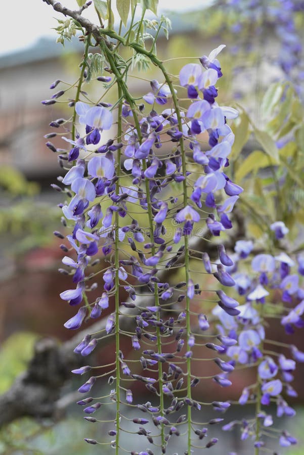 Japanese wisteria flowers stock photo. Image of trellis 145448244