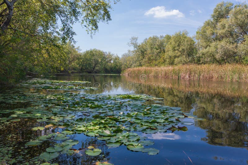 Spring on lake in forest royalty free stock image