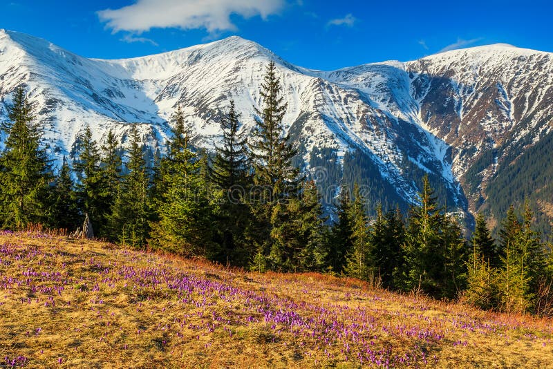 Crocus flowers in the mountains and spring landscape, Fagaras, Carpathians, Transylvania, Romania. Crocus flowers in the mountains and spring landscape, Fagaras, Carpathians, Transylvania, Romania