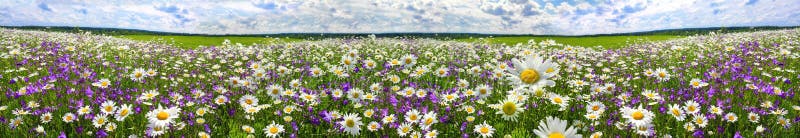 Spring landscape panorama with flowering flowers on meadow