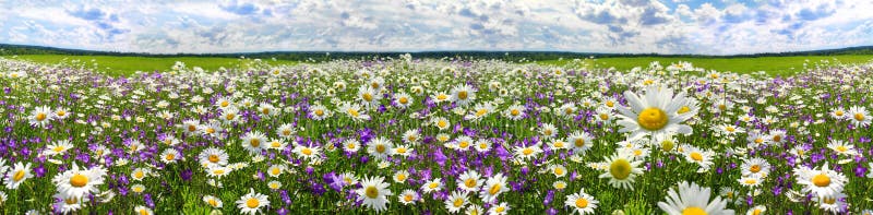 Spring landscape panorama with flowering flowers on meadow