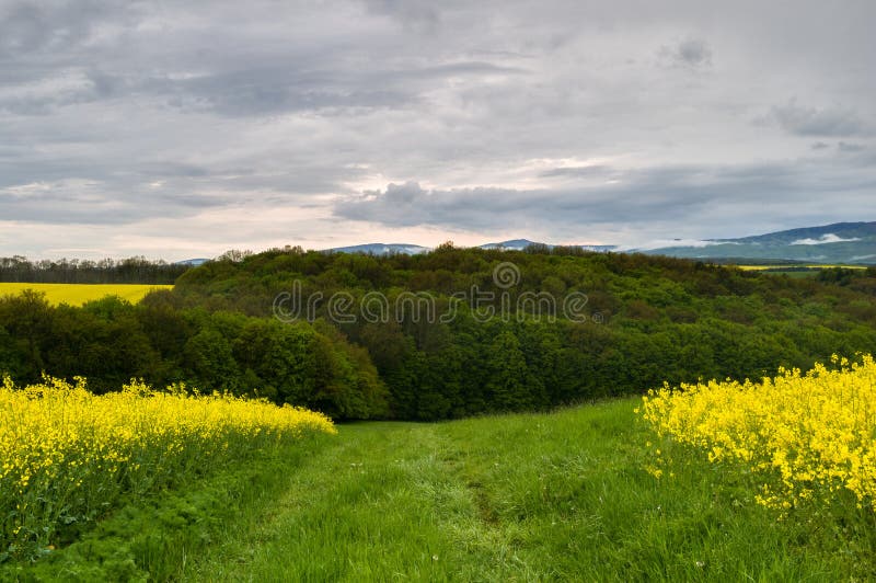 Spring landscape with path in a canola field at sunset. Forest in the background