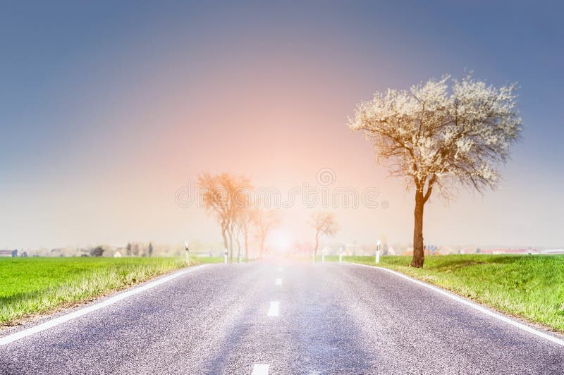 Spring landscape with road and wild cherry blossoms