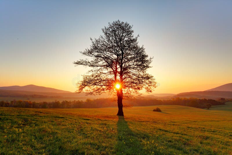 Spring landscape with tree and sun