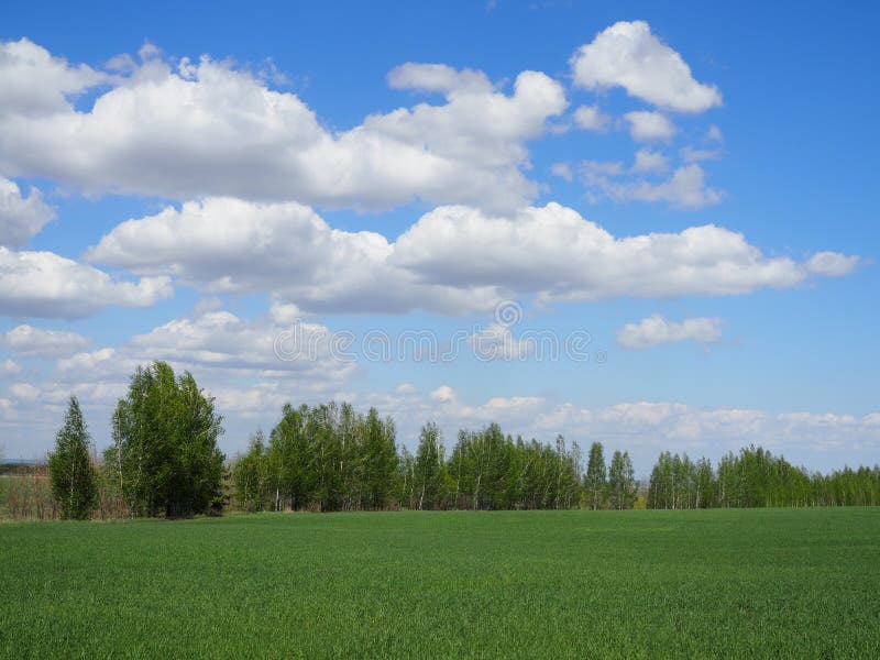 Spring Landscape with a View of a Green Field, a Forest Belt and a Bright  Blue Sky with Clouds Stock Image - Image of background, forest: 218588581