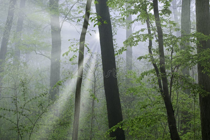 Spring Forest with Sunbeams