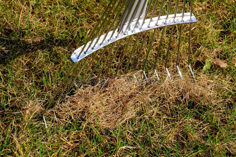 Spring Lawn Care. Raking Up Dead Blades of Grass with a Special Rake