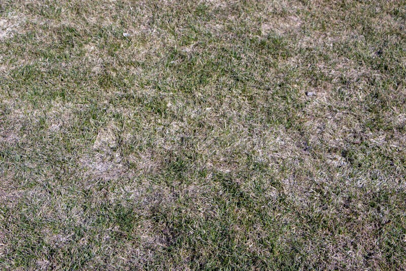 Spring lawn grass affected by grey snow mold Typhula sp. in the April garden