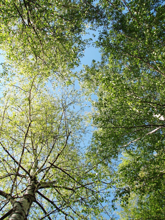 Spring leafs on the sky