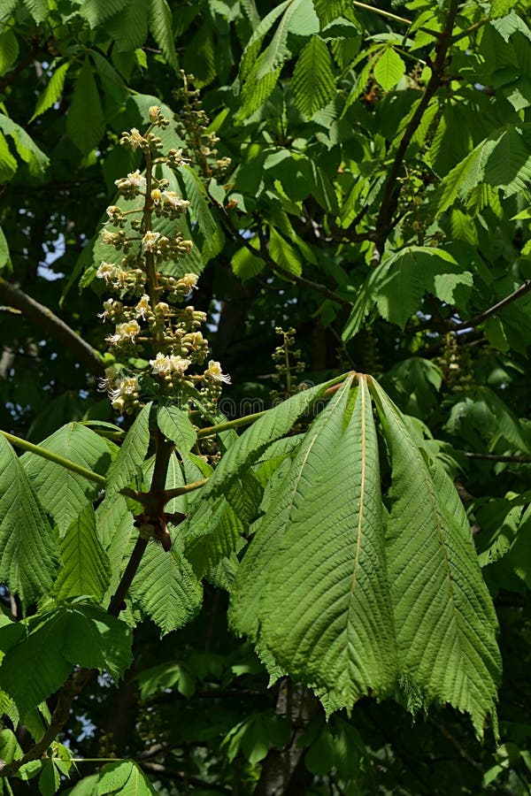 Spring leaves and blossoming vertical flower cluster of Horse chestnut tree stock image