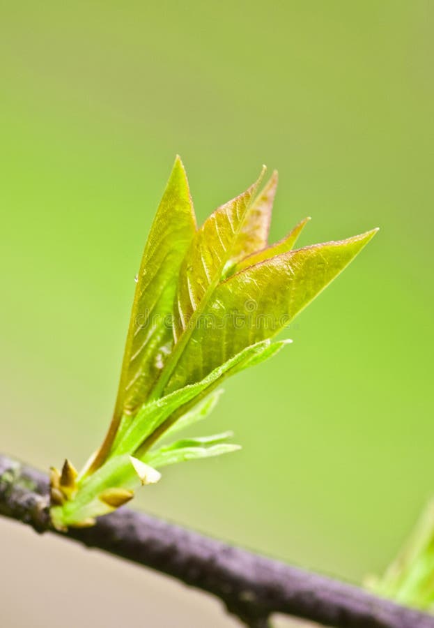 Spring Leaves