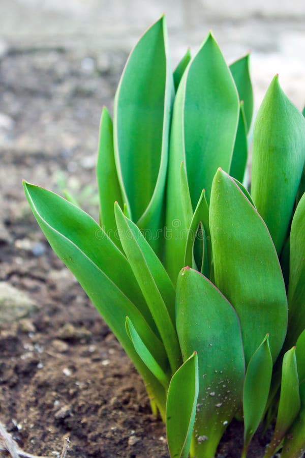 Spring Leaves of Young Tulips Stock Image Image of grow, flower 23980535
