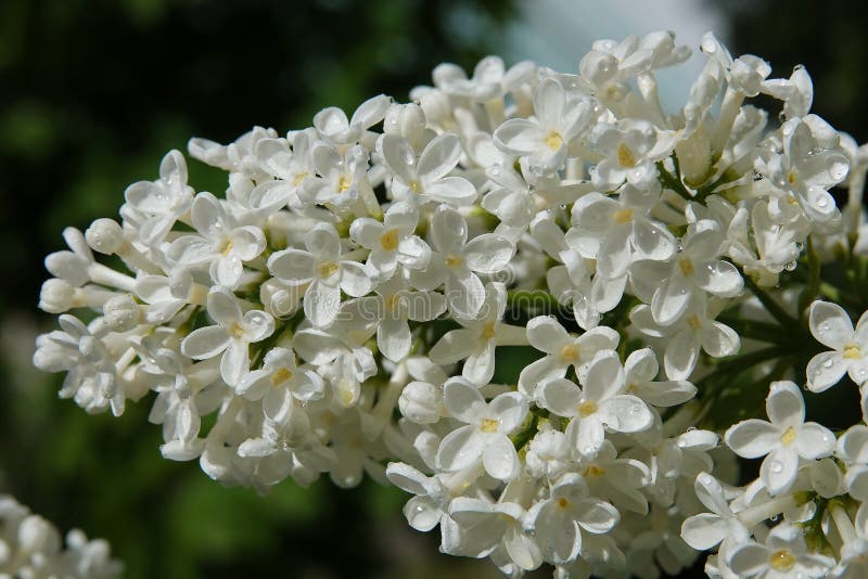 Lilac Blooms in Bunches of Flowers in Spring Stock Photo Image of