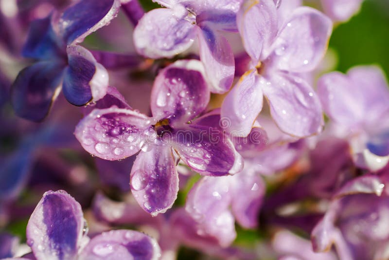 Spring lilac violet flowers with water drops, abstract soft floral background. macro. Spring lilac violet flowers with water drops, abstract soft floral background. macro